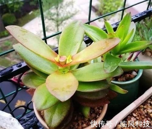 徒长|养多肉植物,做忌3点,难怪一养就徒长,现在改正还不晚