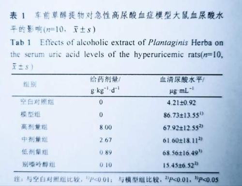 尿酸|车前草,您熟悉吗?它对痛风患者降尿酸是否有用呢?医生告诉您