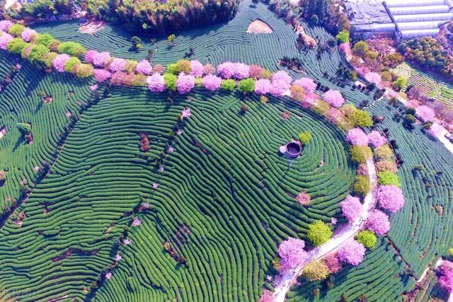 中薪|福建漳平，空中鸟瞰永福镇台品樱花茶园