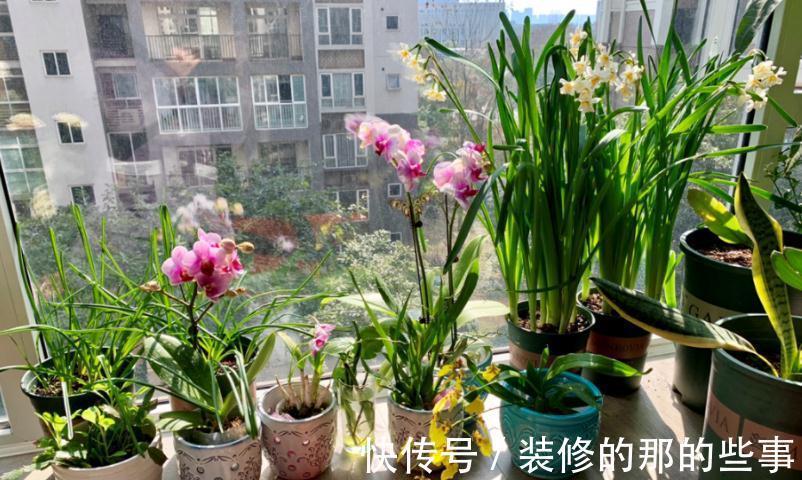 植株|这4种花草是出了名的“养不死”,人人均可入手,不用怕收空盆
