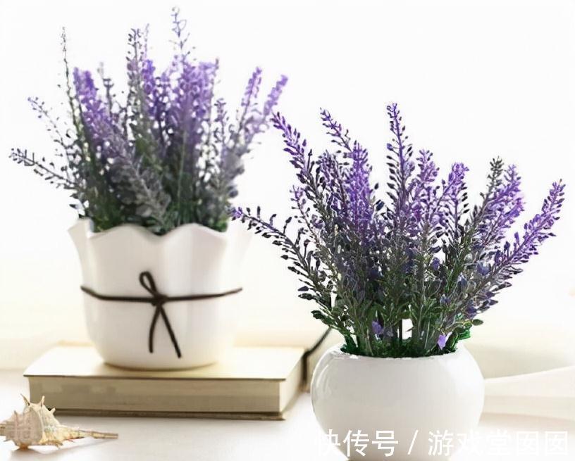 3种紫花好养又美丽,阳台摆几盆,花朵砰砰开成球,惊艳极了