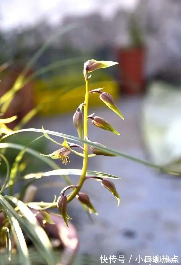 怎样养春兰蕙兰,开花香、花期长3个简单技巧,新手都能做好