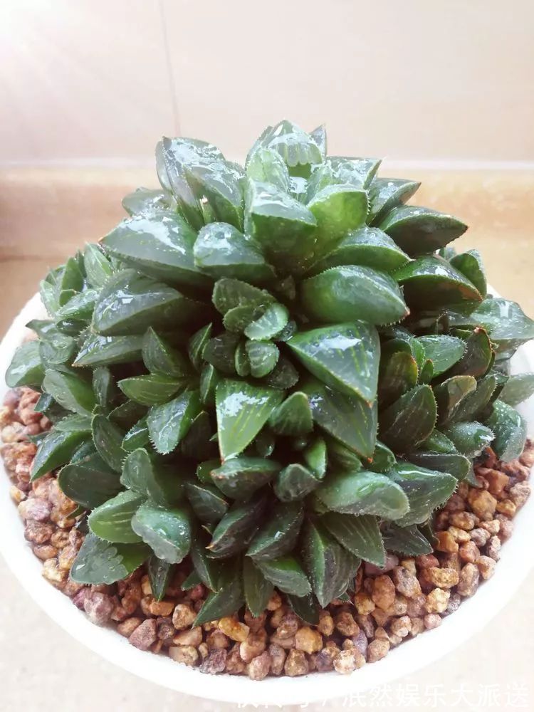 蚧壳虫|为肉痴狂!多肉植物也会用最美的容颜报答我们的勤劳付出!