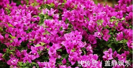 植物|三角梅，“3个”细节点，一个重要修剪，缺一不可，开花“艳丽”