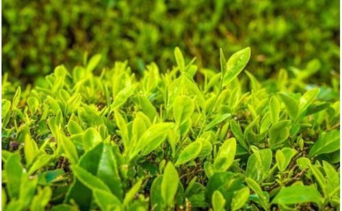 健康|喝茶到底健不健康？“2种茶”尽量少喝，或有助身体健康