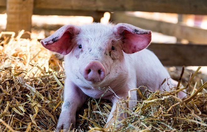 弹原蛋白|猪身上有个好东西,降血压,降血脂,降血糖,很多人却不喜欢