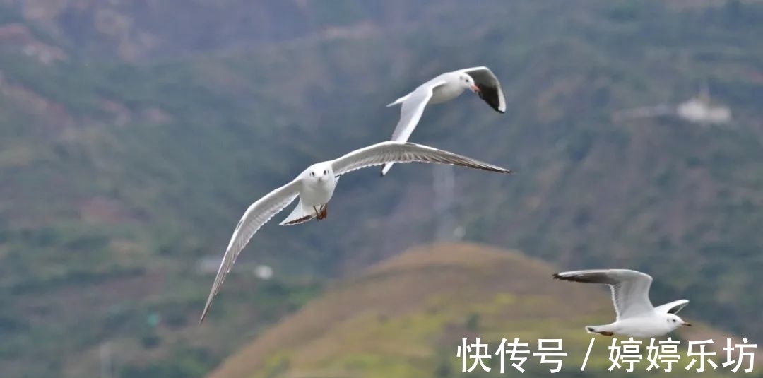 汉源湖|周末安排！汉源湖看红嘴鸥走起