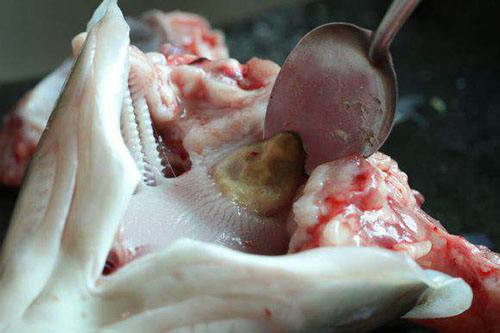 青鱼|民间常见的一种鱼,口中藏有“鱼精石”,很多人不知道