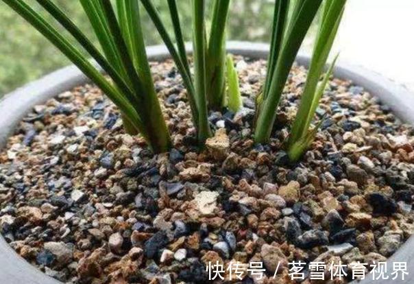 花卉|花土板结怎么办?不换盆土,学会这几招照样能搞定难题