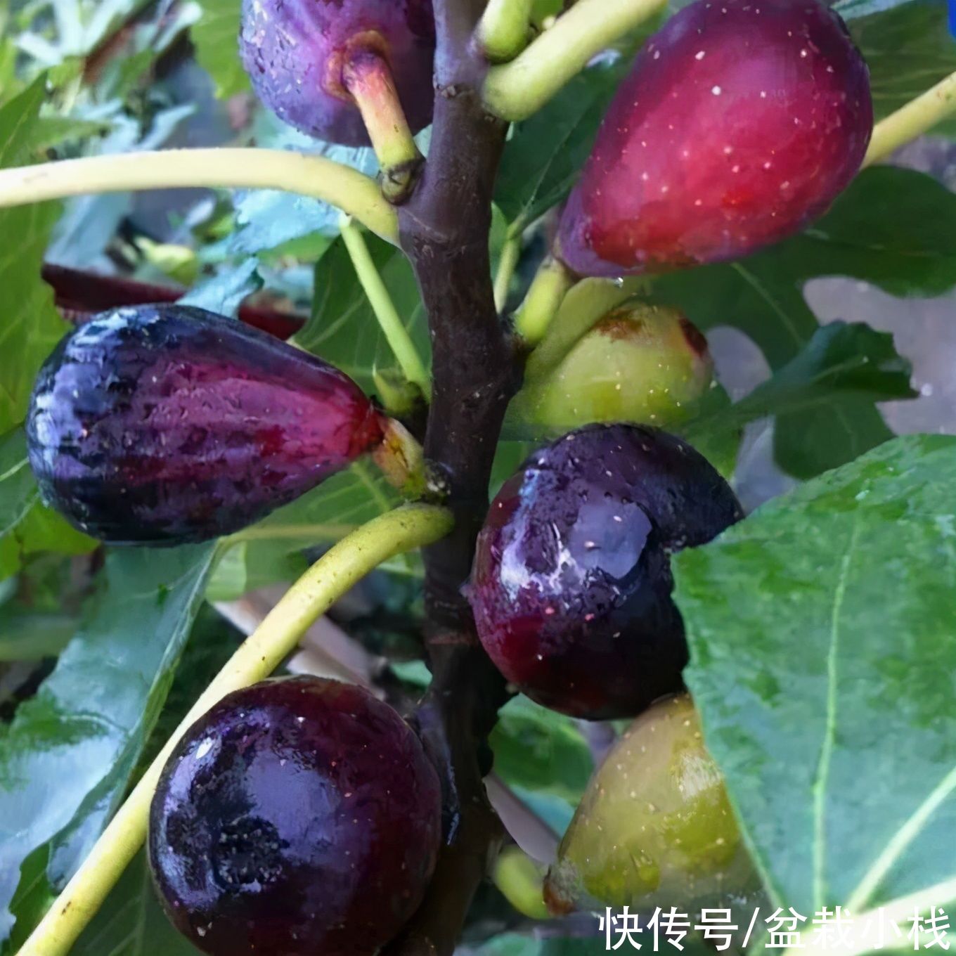 果树|建议爱花人，与其养花，不如栽一盆果树，挂果多又好看