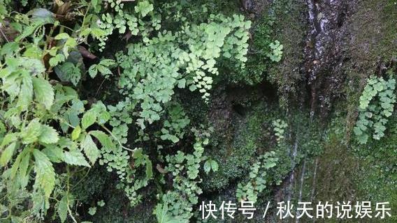 回家|山上叫不上名的野生绿植挖回家当做盆景，不知道合不合适