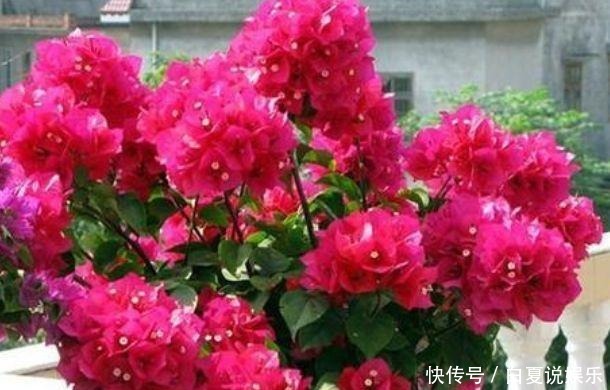 超长|此几款花卉,好养易爆盆,一开就是300多天,花期超长的