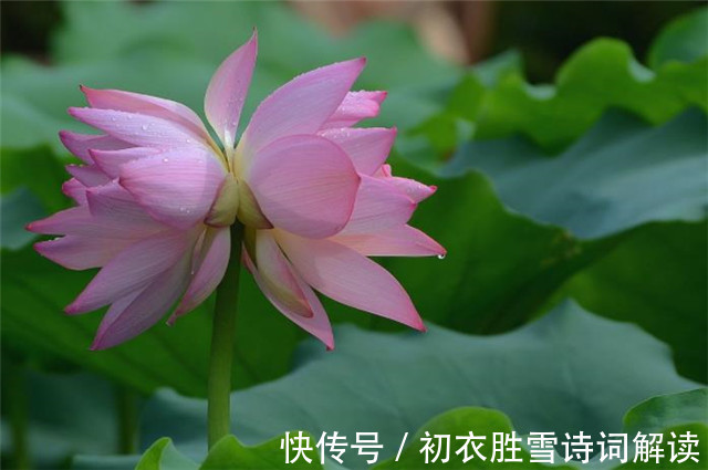 并蒂|并蒂莲花诗词七首赏读:露湿红芳双朵重,并蒂芙蓉本自双