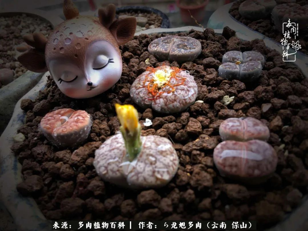 多肉植物|遇见多肉，遇见不一样的你，一养就是10几年！