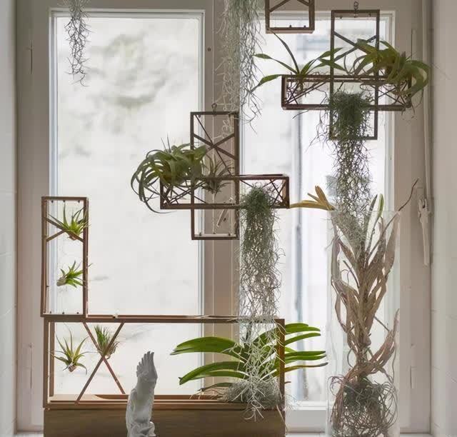 春季室内植物推荐(内含种植窍门)