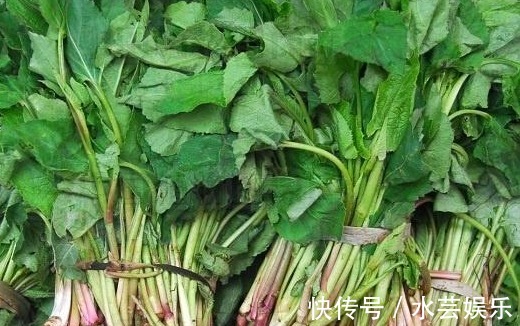 清热解毒|没人注意的山野菜，确实一道美味，用来凉拌清热解毒！