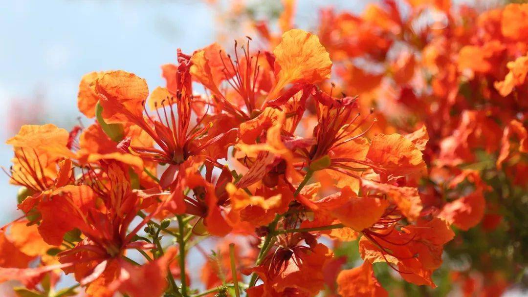 凤凰花是红色的花朵，看起来十分的鲜艳，就像是火一样