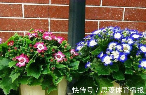 花卉|她家3平方的小阳台,几十盆花不停歇的开,邻居见了都羡慕