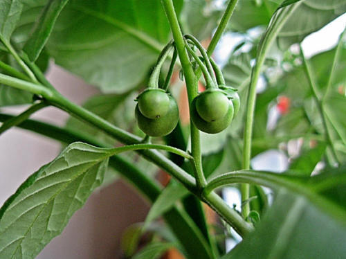 杂草|1种长在路边的“杂草”,叶可吃、果可吃全身是宝,现在价值珍贵