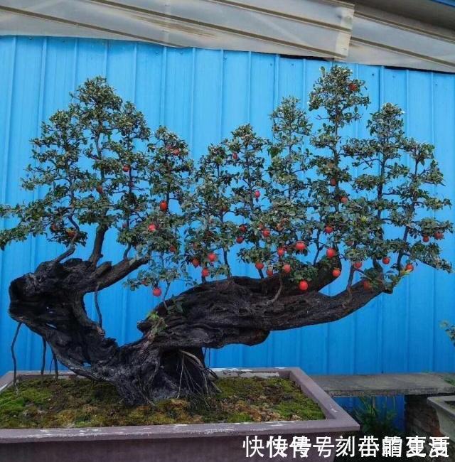 果实|这种“花”,能“招财”,能“镇宅”,养个三五年,轻松值万元!