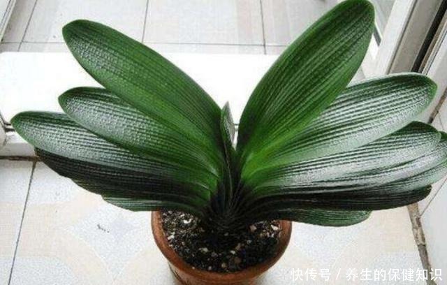 君子兰不见长是你这三点没做好,改变方法,让养殖变得轻松!