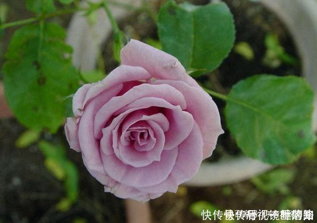 花色|20款紫色月季品种。浓香、抗病非常好养,天然紫色唯美盛开