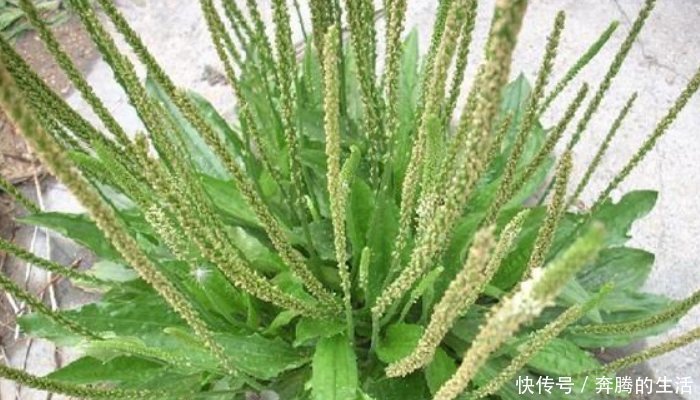 妙用|车前草虽小，养生大功效多吃的顶级妙用，只有老中医才知道