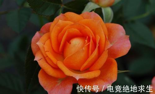 阳台系列之恩雅