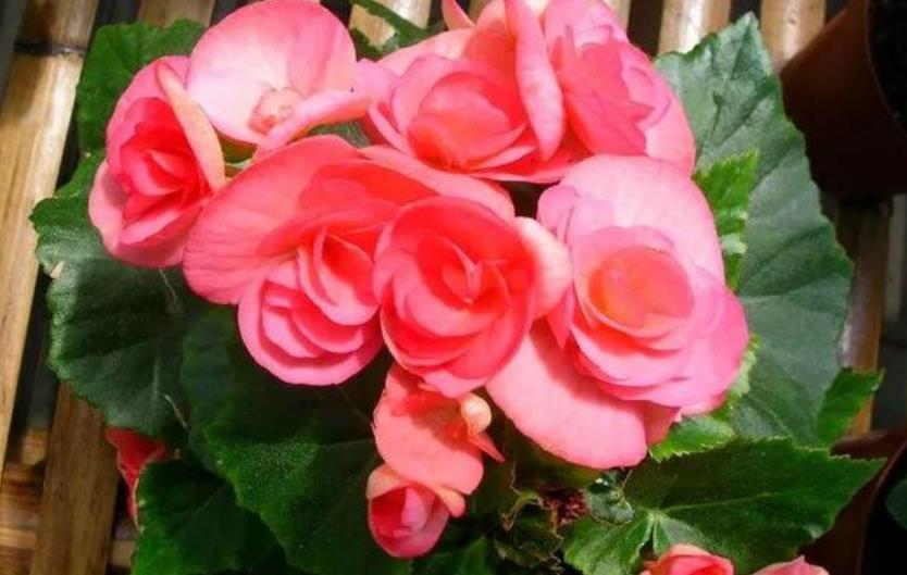 家养4种旺运花,吉祥又喜庆,比牡丹美,比绿萝好养!