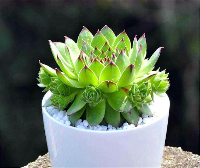 观音莲度夏很简单,紧抓4个细节,不烂根不徒长,秋天长爆盆