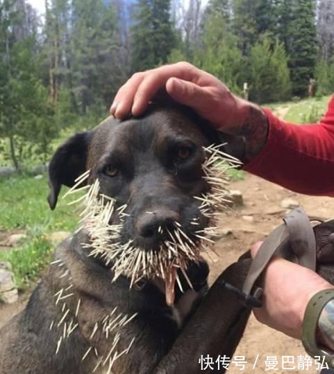 |搞笑动物:去了一趟非洲回来之后,我就变成了一只超黑的狗狗了!