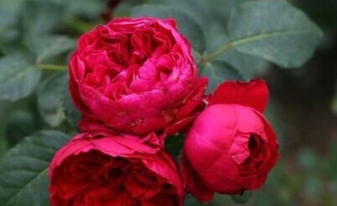 喜欢玫瑰，不妨养盆“珍稀玫瑰”红色伊甸园，开花爆盆，娇艳欲滴