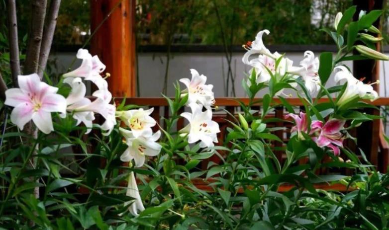 根系|怎么用卫生纸让花草轻松生根、早点成活?