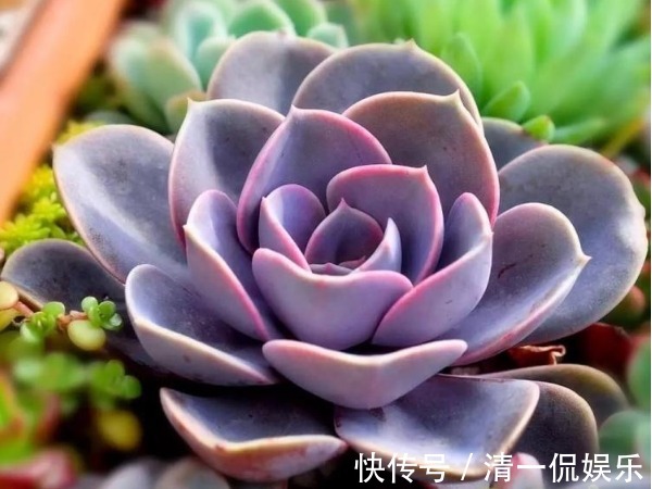 喜欢养护菊花,不如养护一盆多肉紫珍珠,造型独特颜色靓丽