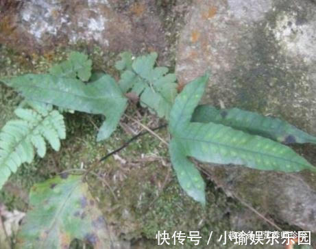 凉粉草|2种野草,若你还能见到,请好好珍惜,药用价值极高,可遇不可求