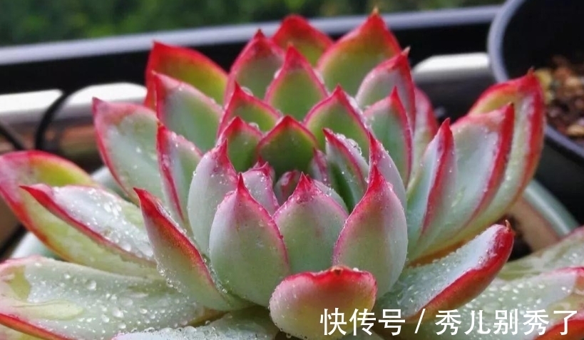 多肉雨燕座一直不爆侧芽?确实如此,但耐心等或砍头它就能变多头