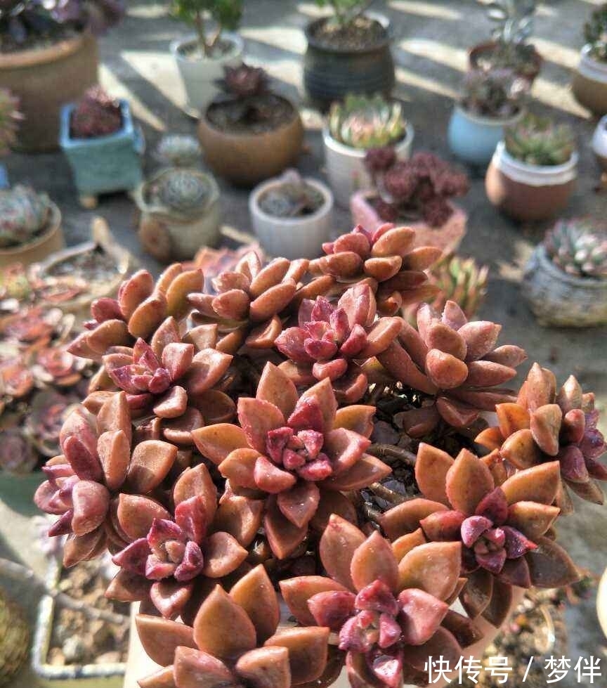 姬胧月掰个叶子,直接平放在土上,一周就生根