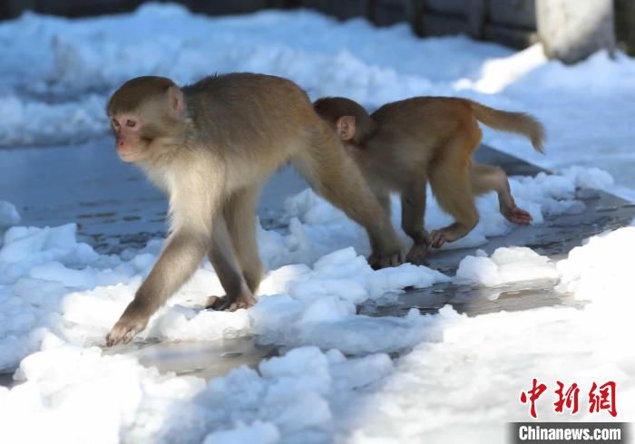 树枝|湖南张家界：猕猴“闹”冬雪添乐