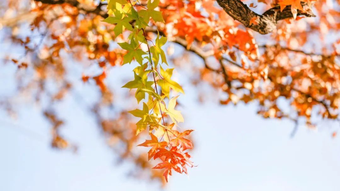 【健康】“夏吃叶，秋吃果”，健脾润燥的养生果来了