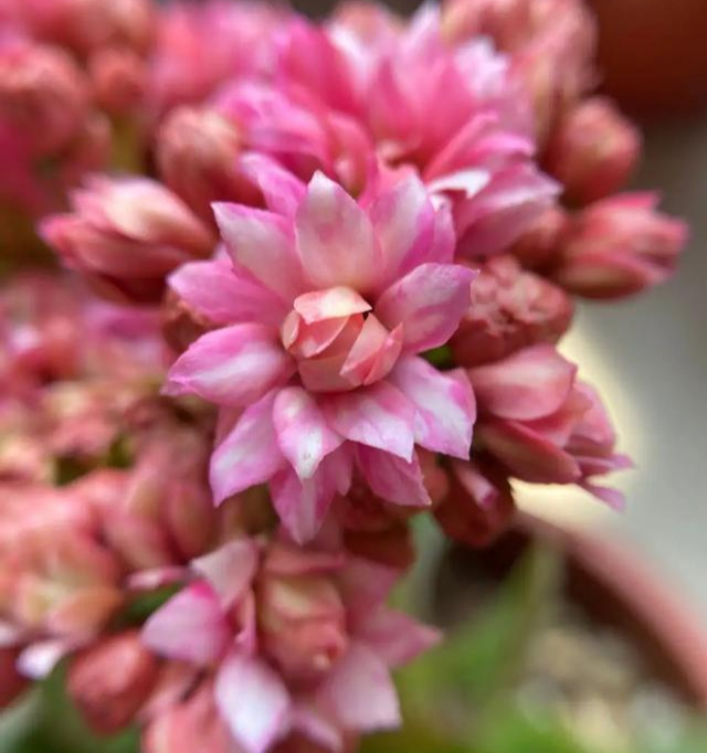 品种|75个长寿花品种,一个比一个美,一起来认识一下吧!