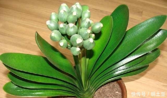 常浇这4种水,朋友家的吊兰绿萝君子兰常年长得绿油油~
