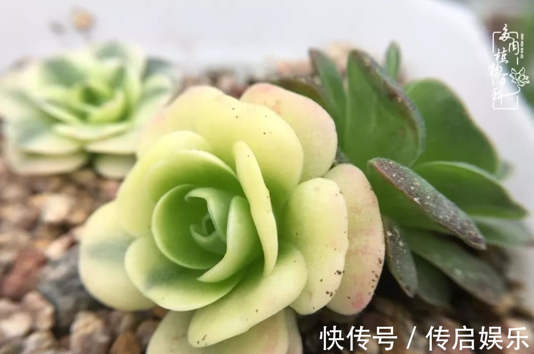 科普“山地玫瑰锦”万中无一,仙气缭绕!附养护知识!