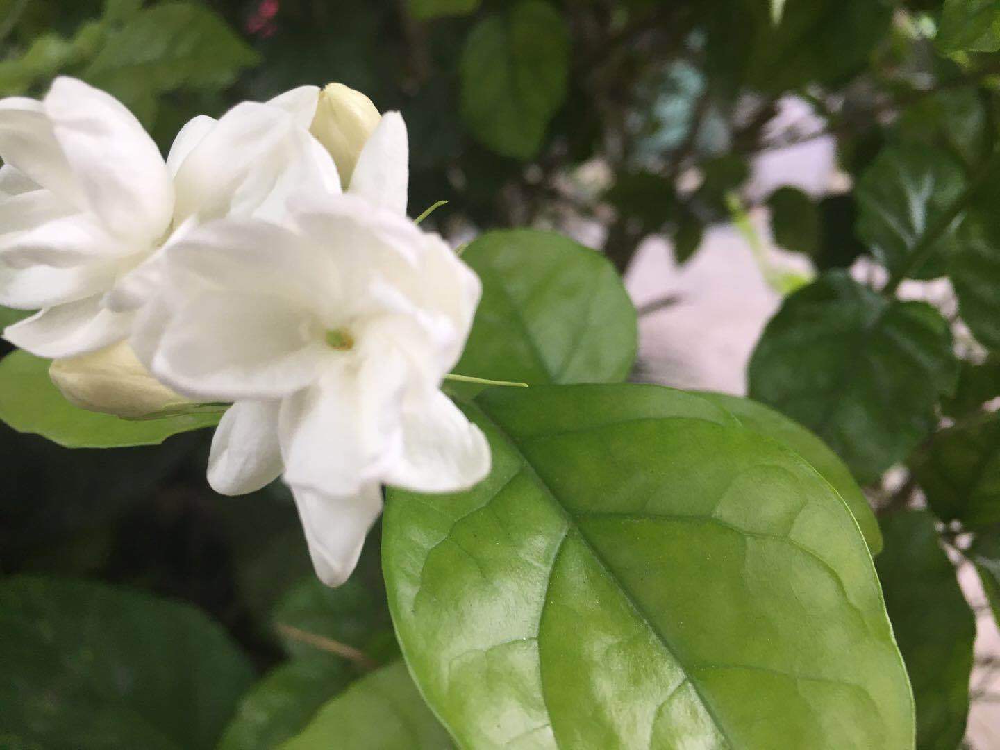 秋季修剪茉莉花，3个养护措施不能忽略，否则影响来年开花量