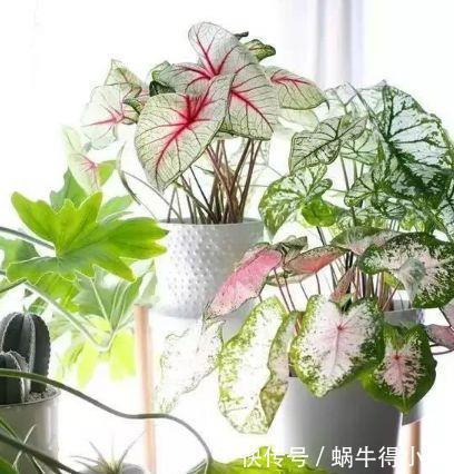 4种花养家里，好养又漂亮，10块钱一盆，开花多、花期长！