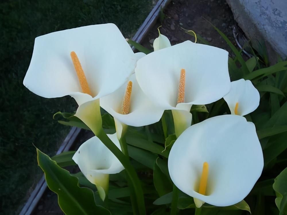 4种有害的花不能放客厅,家有老人小孩要注意,赶紧清理掉