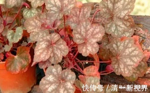 天竺葵|春天扦插好时候,7种花草,摘片叶子插土里,好养易生根