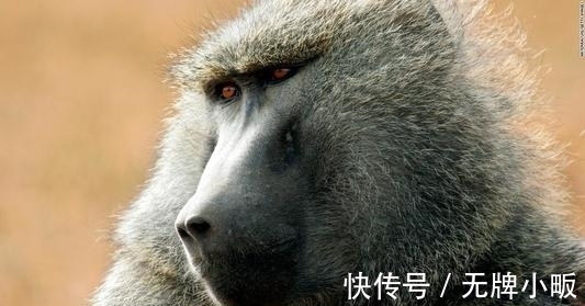 移植|狒狒心脏可以代替人类心脏吗?加州这个女孩,移植心脏后活了21天