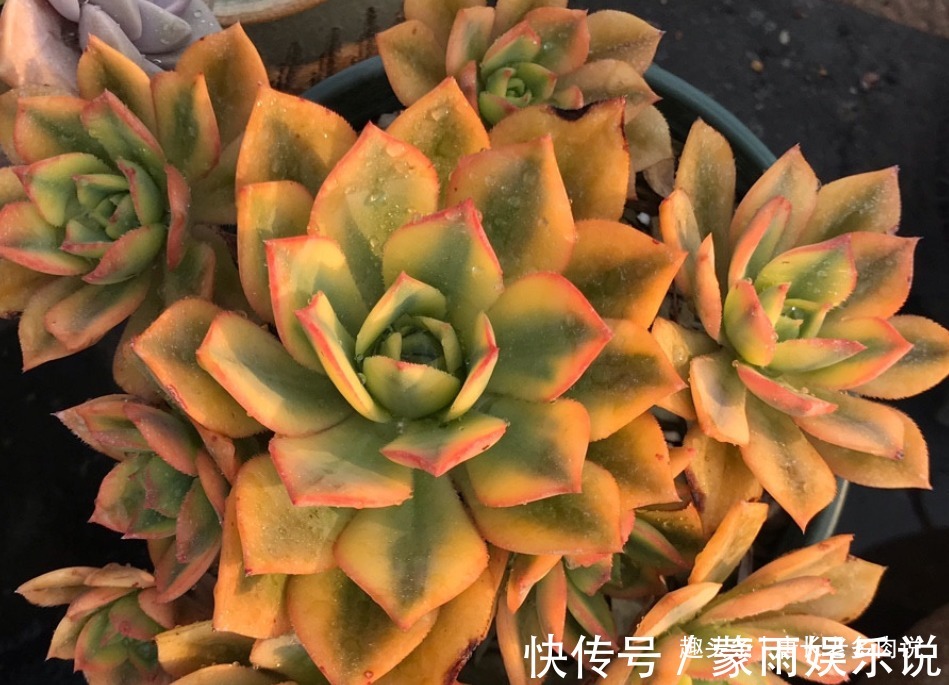 度夏|多肉星爆法师一年四季颜值在线,夏天不用操心也能轻松度夏