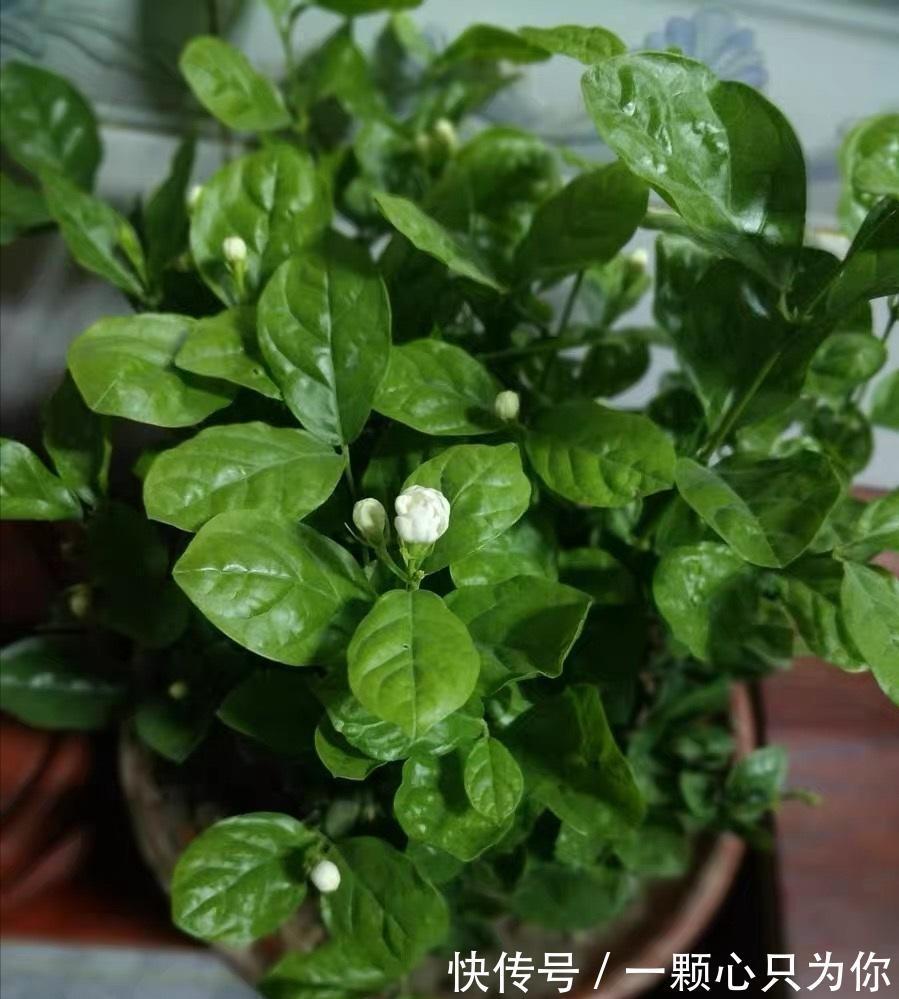 秋天养茉莉,3个“要点”要牢记,不然黄叶,落叶子,拖拉一米长