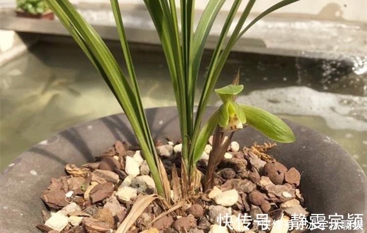 兰花爱喝这种“催花水”,什么淘米水、过期药都不如它,简单实用